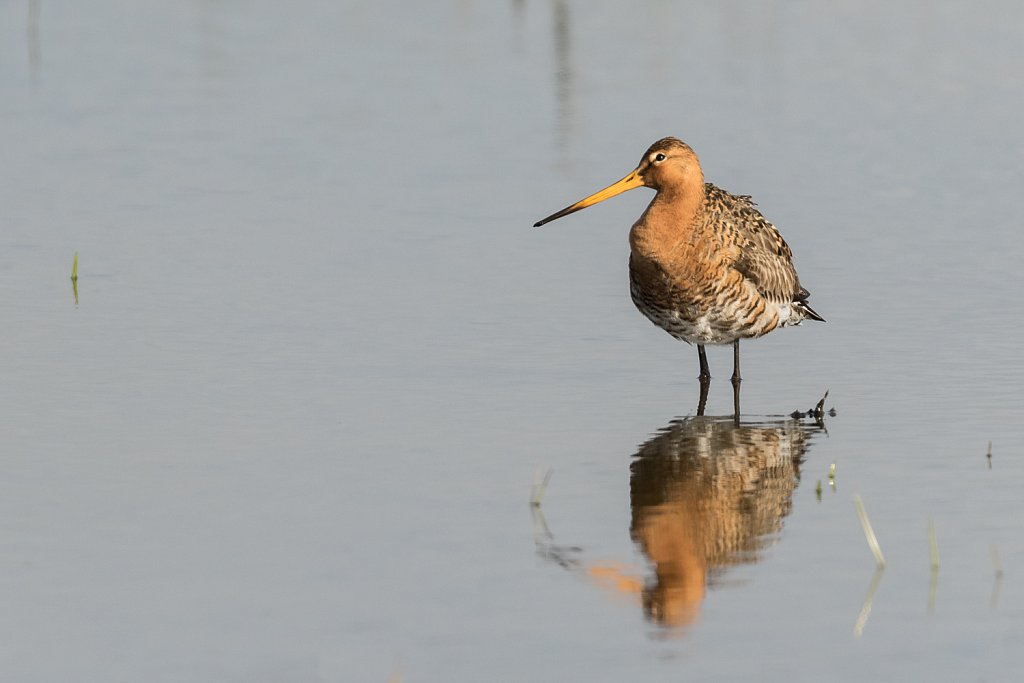 Grutto-Limosa limosa