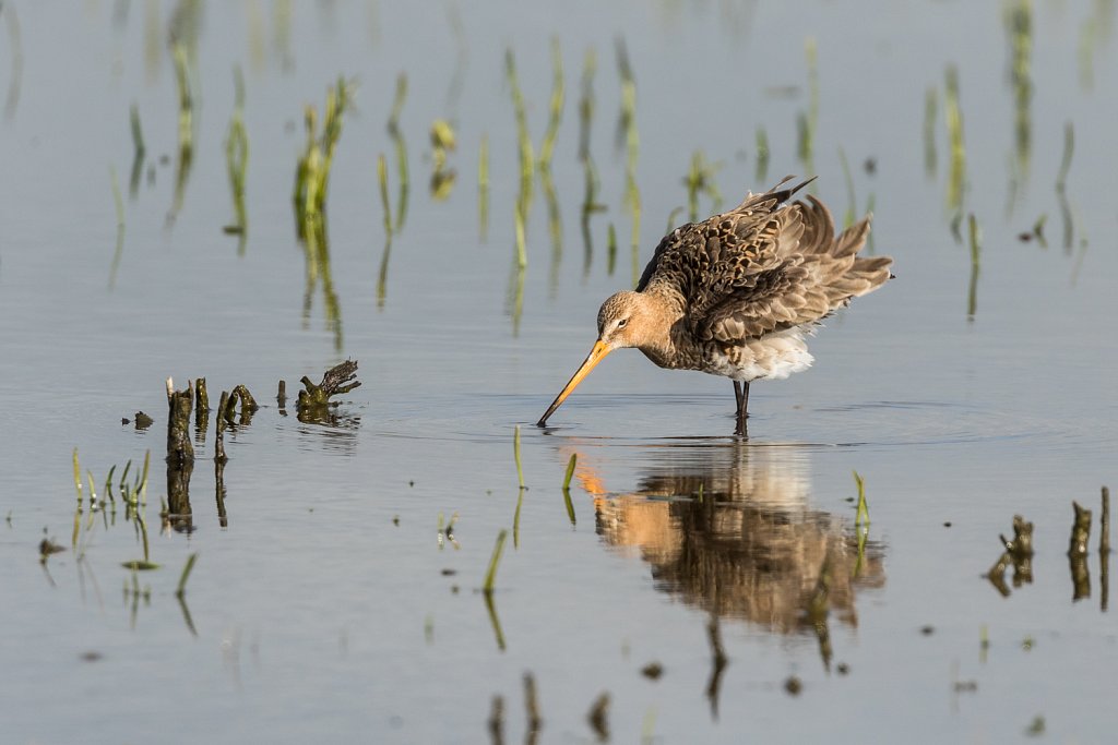 Grutto-Limosa limosa