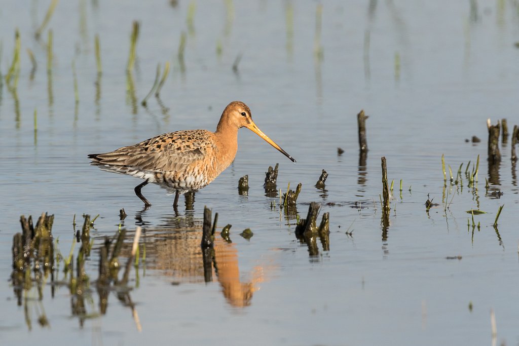 Grutto-Limosa limosa