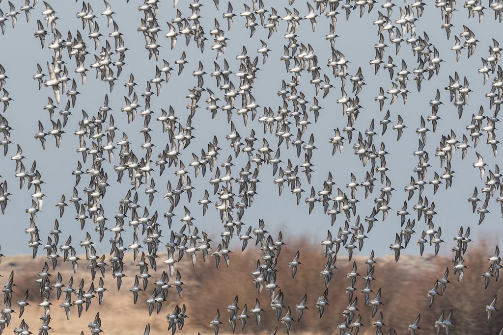 Vlucht bonte strandlopers - Calidris alpina