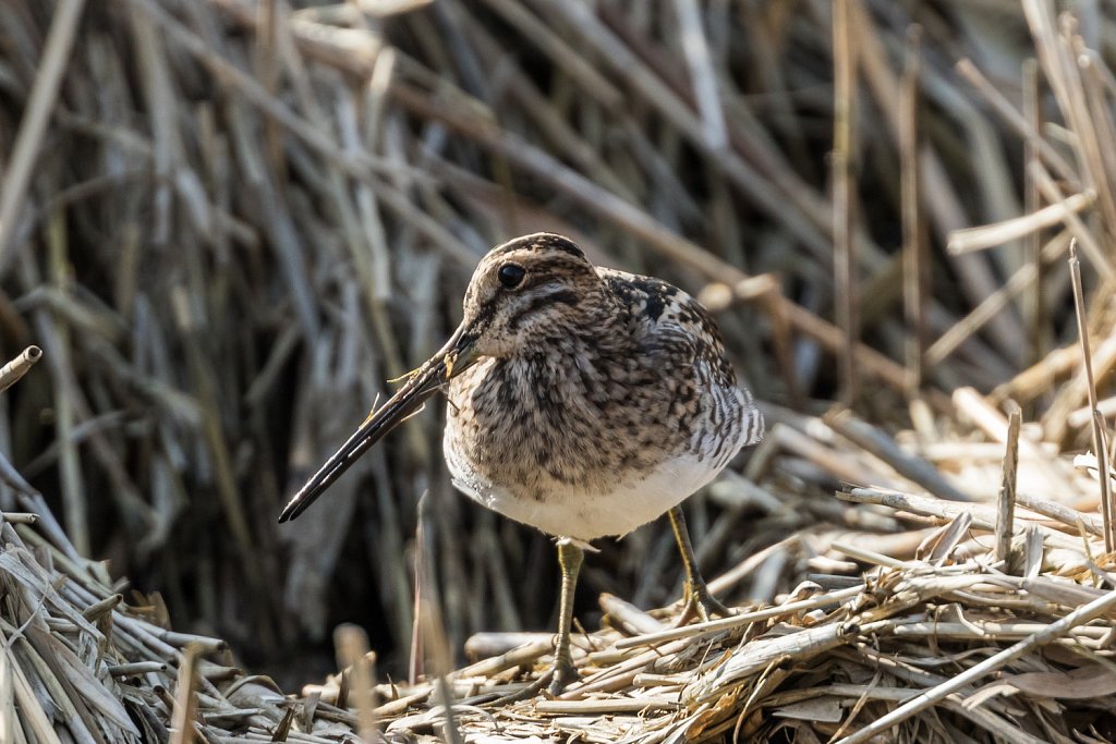 Watersnip - Gallinago gallinago