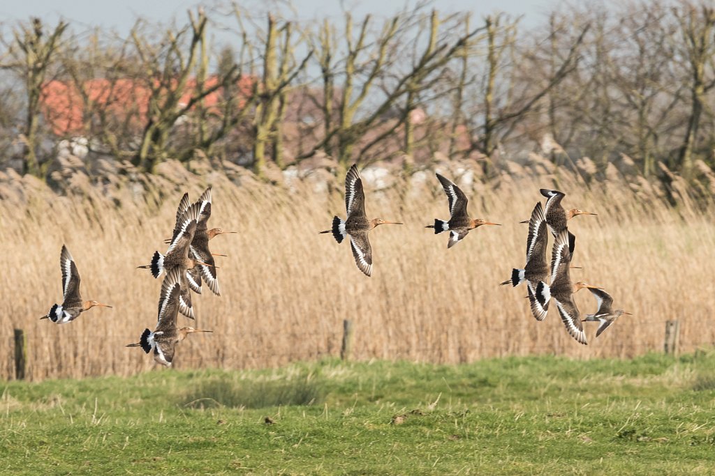 Vlucht grutto's - Limosa limosa