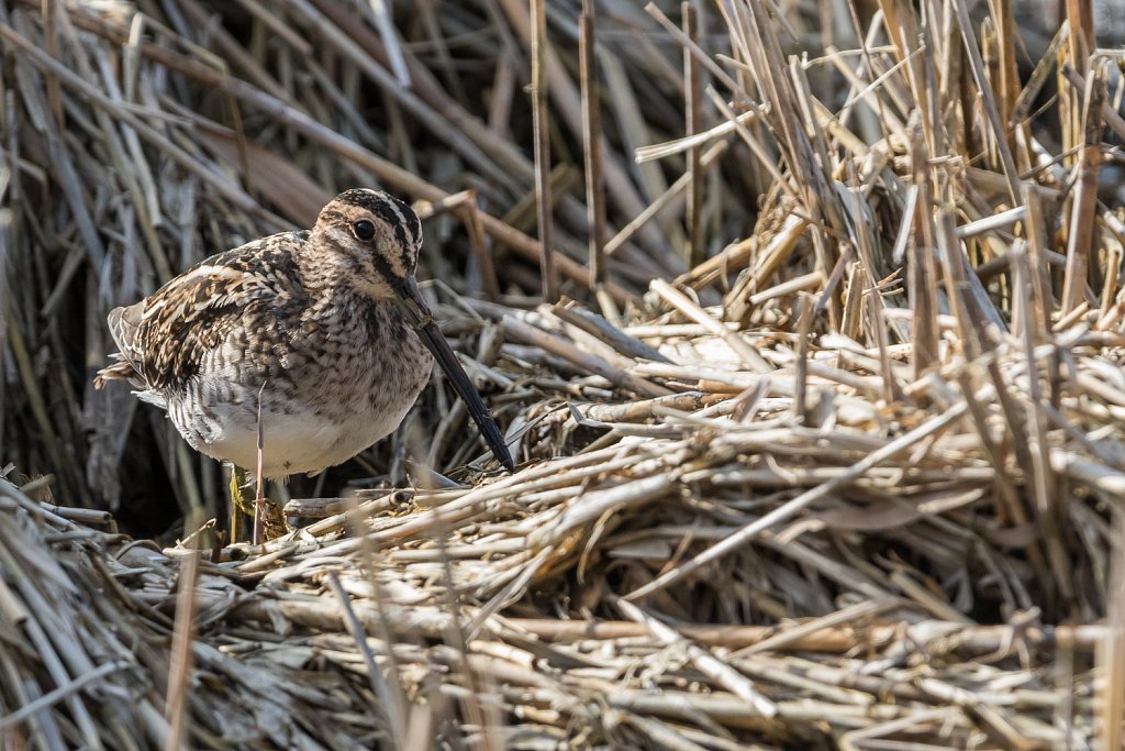 Watersnip - Gallinago gallinago