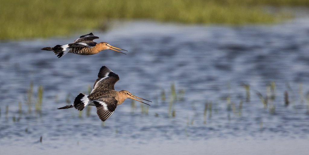 Grutto - Limosa limosa