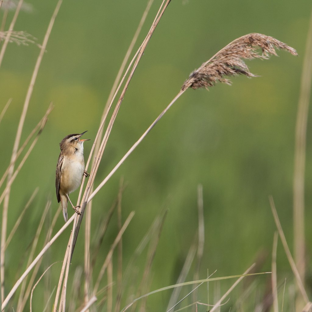 Rietzanger - Acrocephalus schoenobaenus