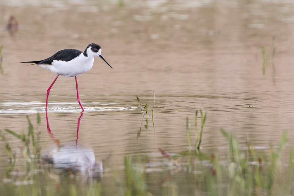 Steltkluut - Himantopus himantopus