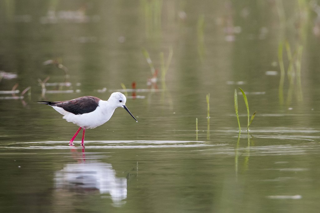 Steltkluut - Himantopus himantopus