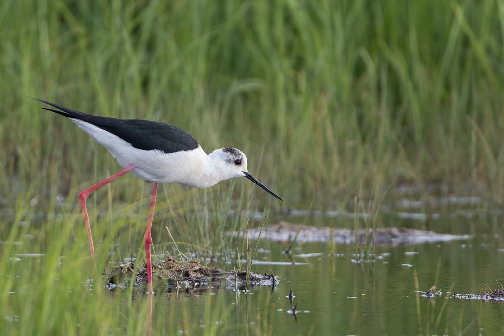 Steltkluut - Himantopus himantopus