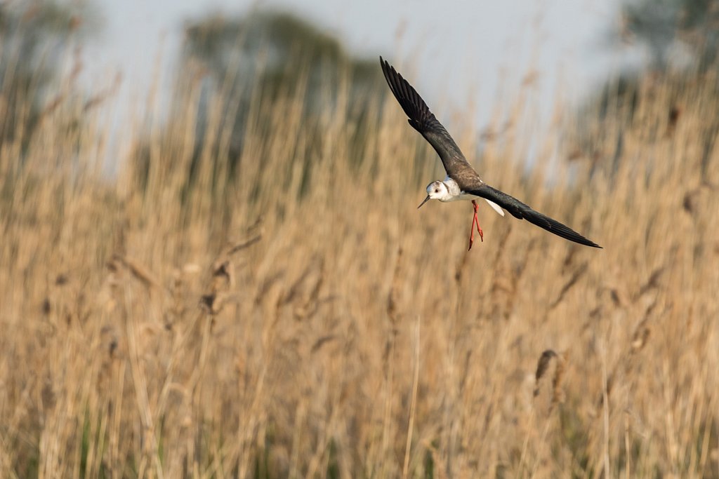 Steltkluut - Himantopus himantopus