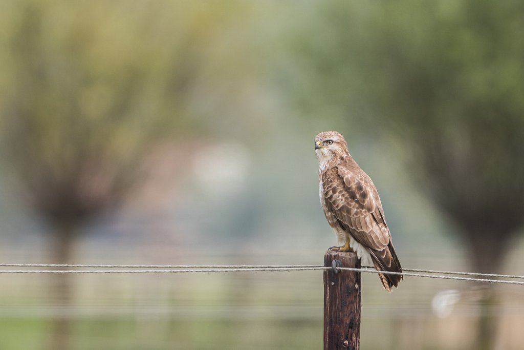 Buizerd - Buteo buteo