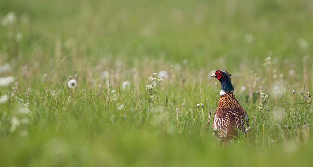 Fazant - Phasianus colchicus