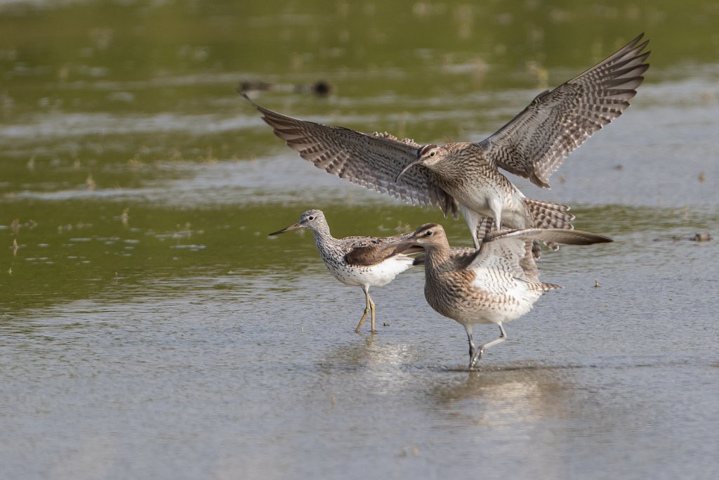 Regenwulp - Numenius phaeopus