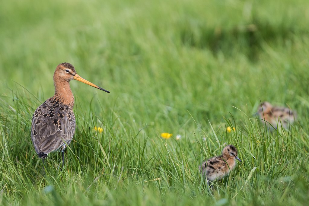 Grutto met jongen - Limosa limosa