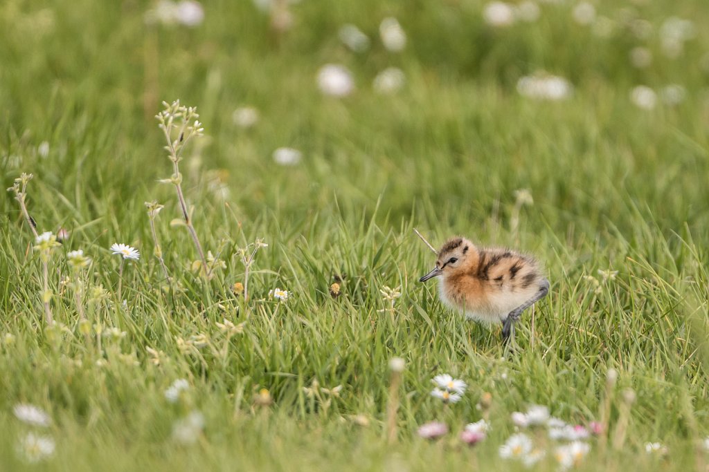 Grutto - Limosa limosa