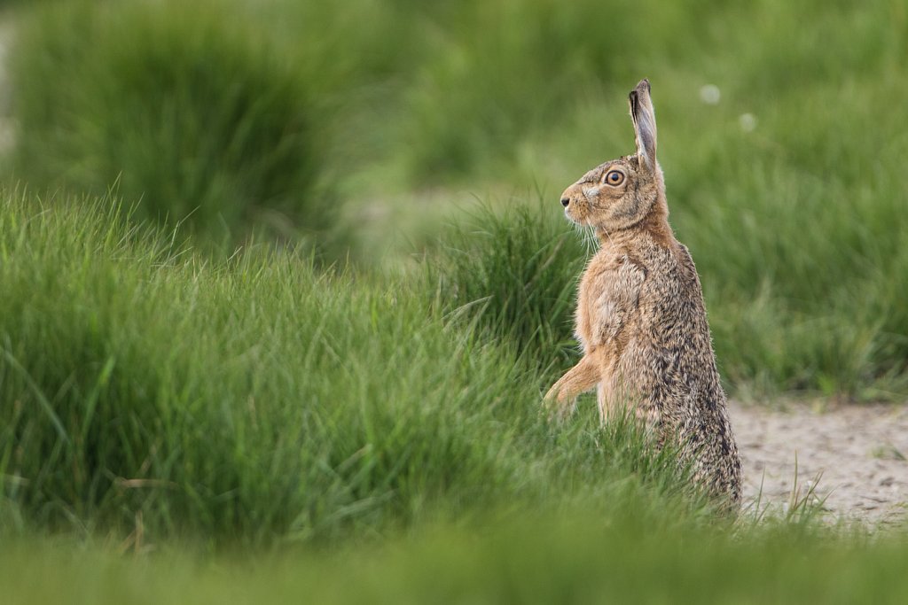 Haas - Lepus europaeus