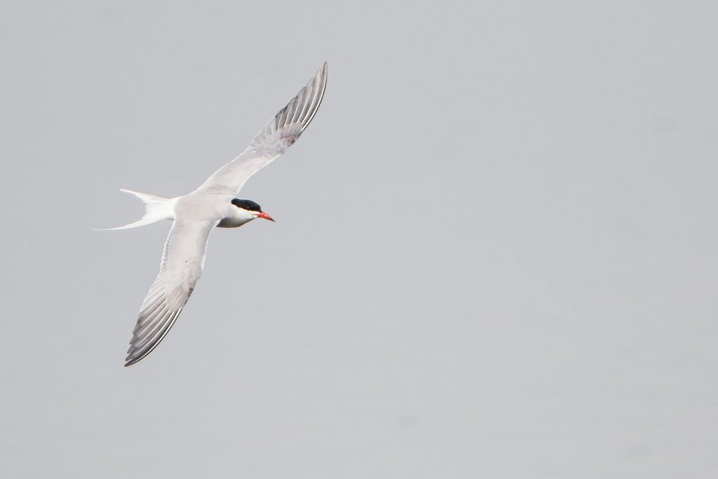 Visdief - Sterna hirundo