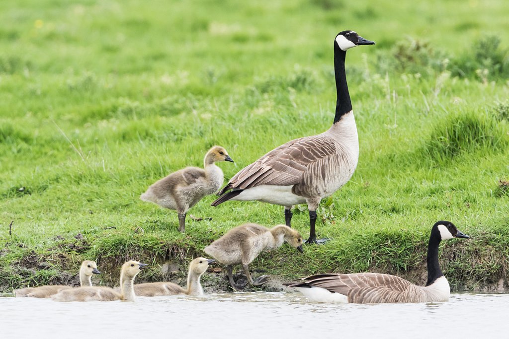 Grote canadese gans_Branta canadensis