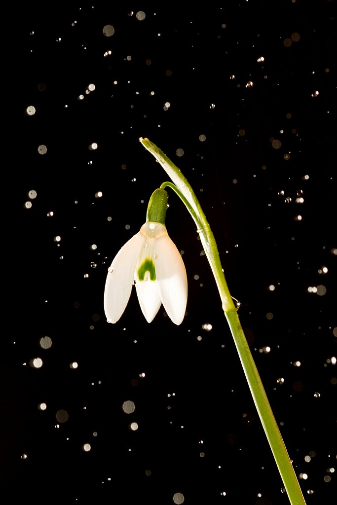 Sneeuwklokje-Galanthus