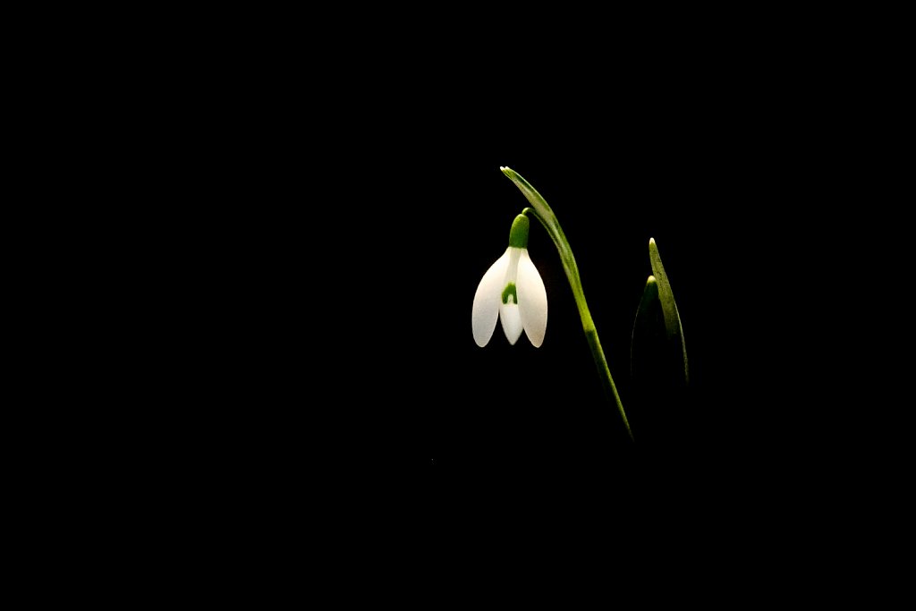 Sneeuwklokje-Galanthus