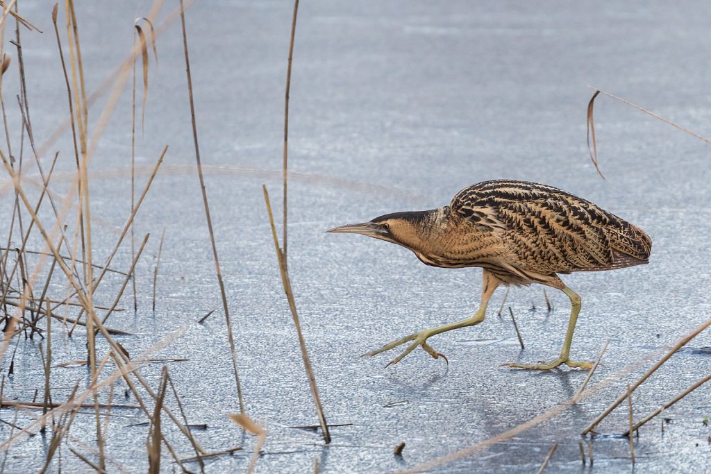 Vogels Belgie