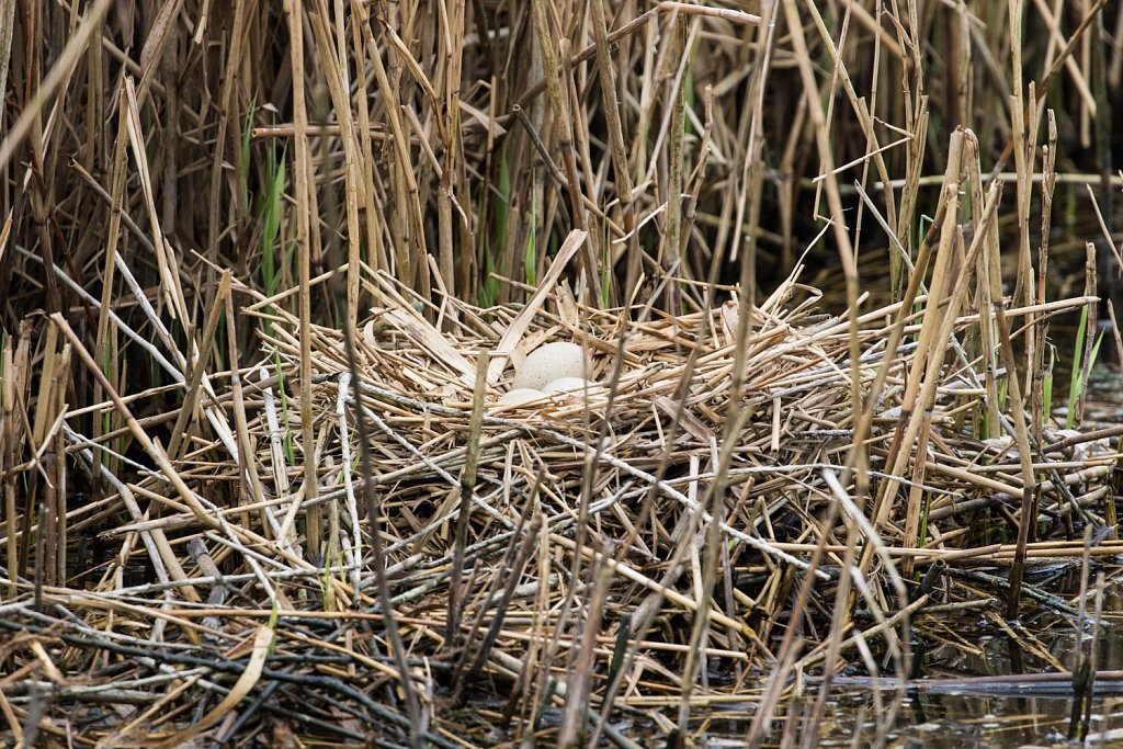 eieren van de meerkoet