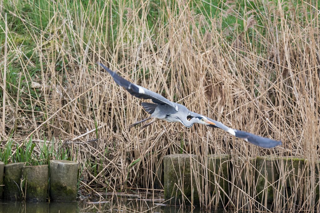 Blauwe reiger