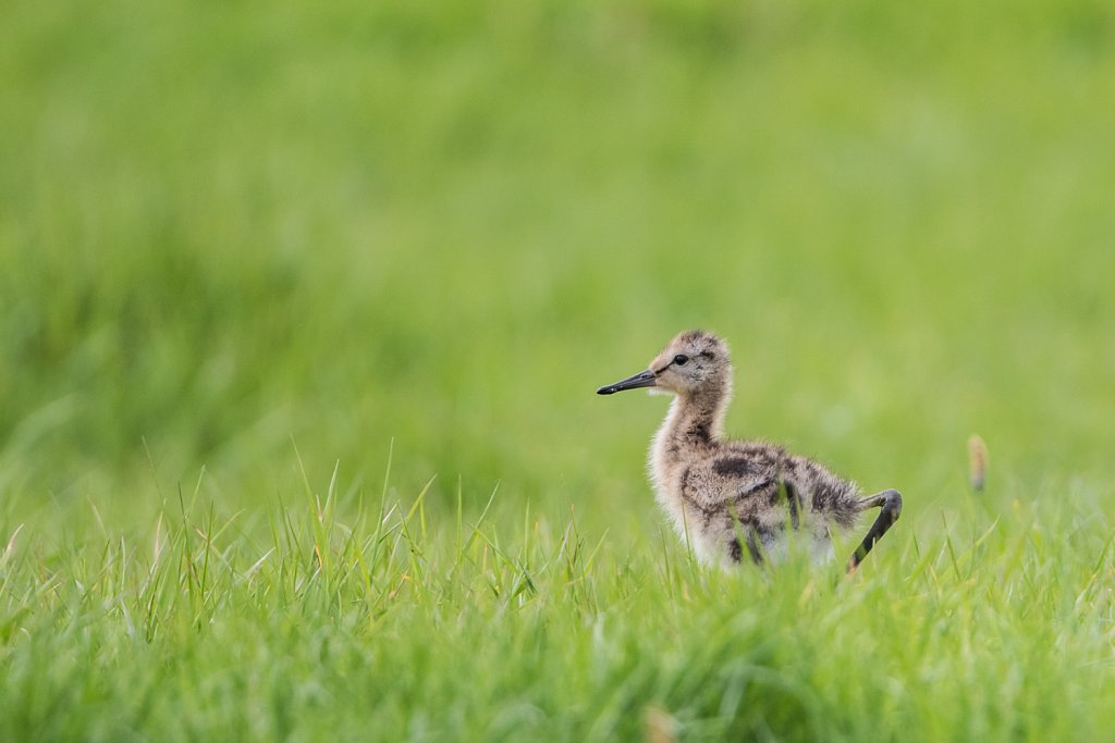 Grutto -Limosa limosa