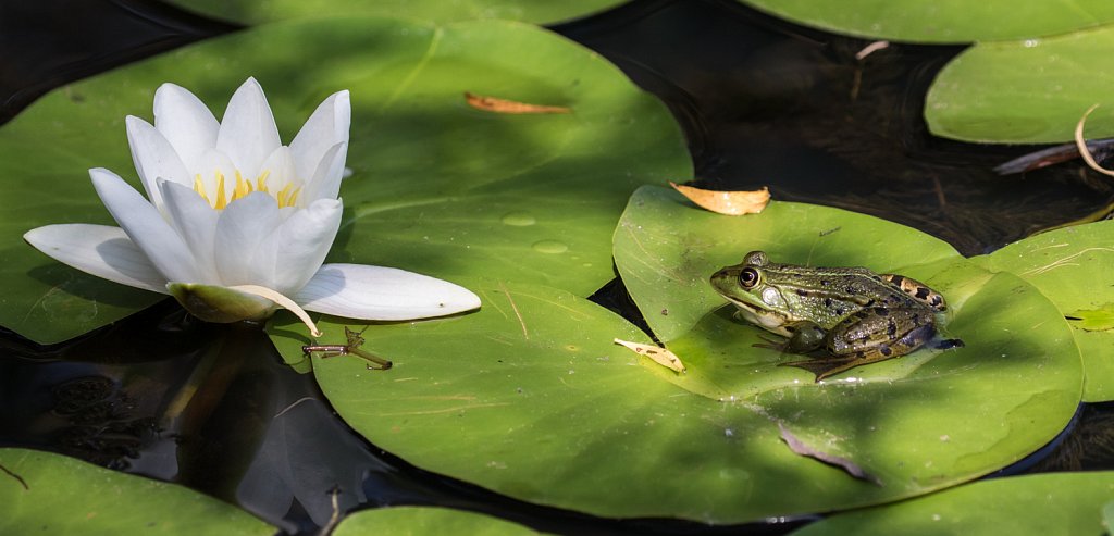 Groene kikker - Rana esculenta