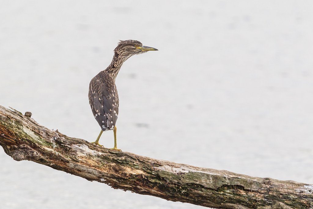 Kwak - Nycticorax nycticorax