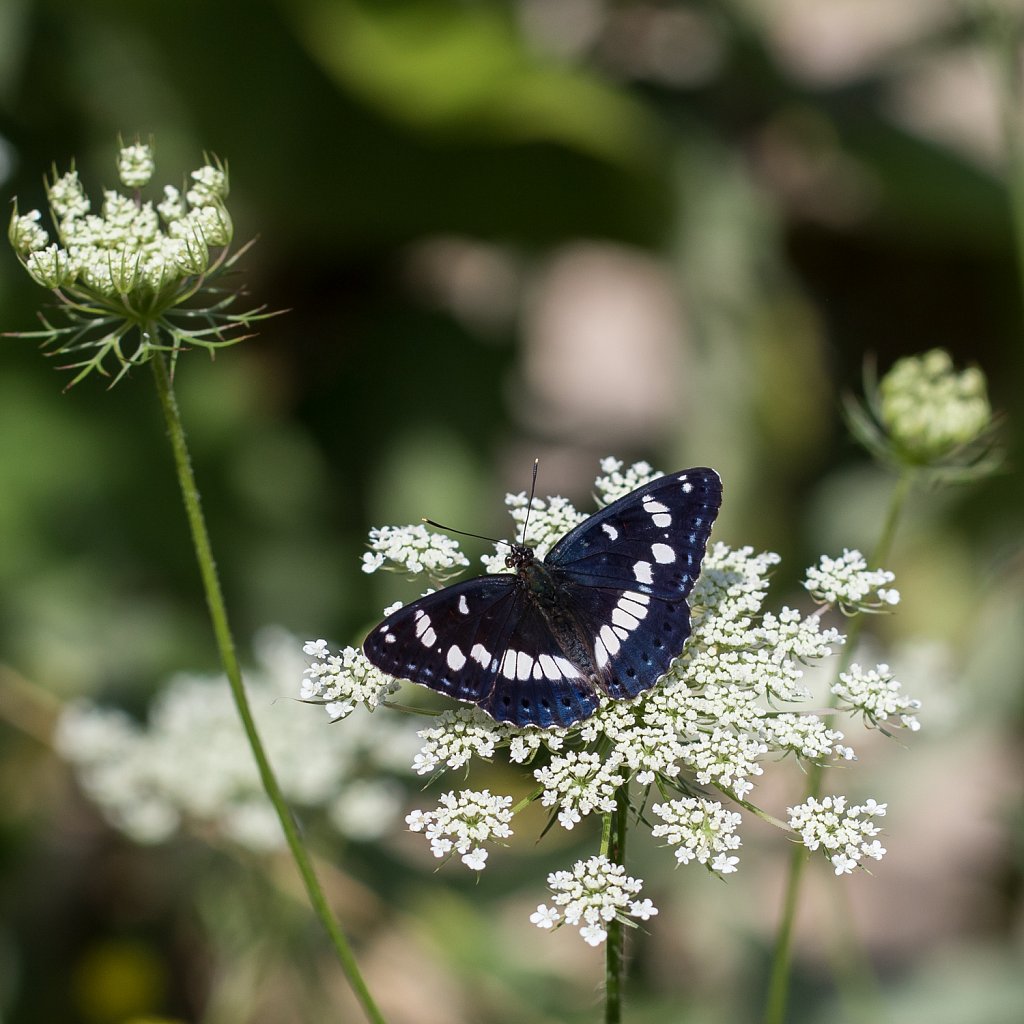 Blauwe ijsvogelvlinder - Limenitis reducta