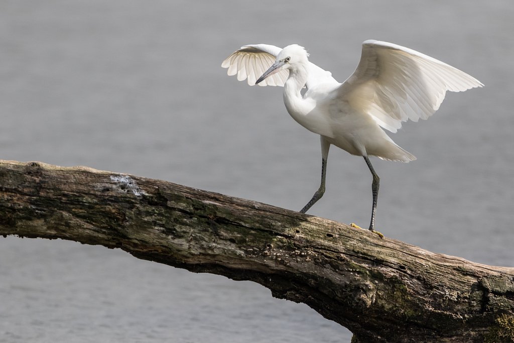 Kleine zilverreiger - Egretta garzetta-