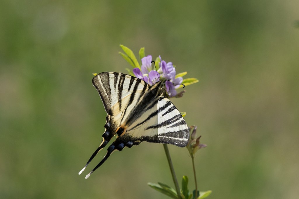 Koningspage-Iphiclides podalirius