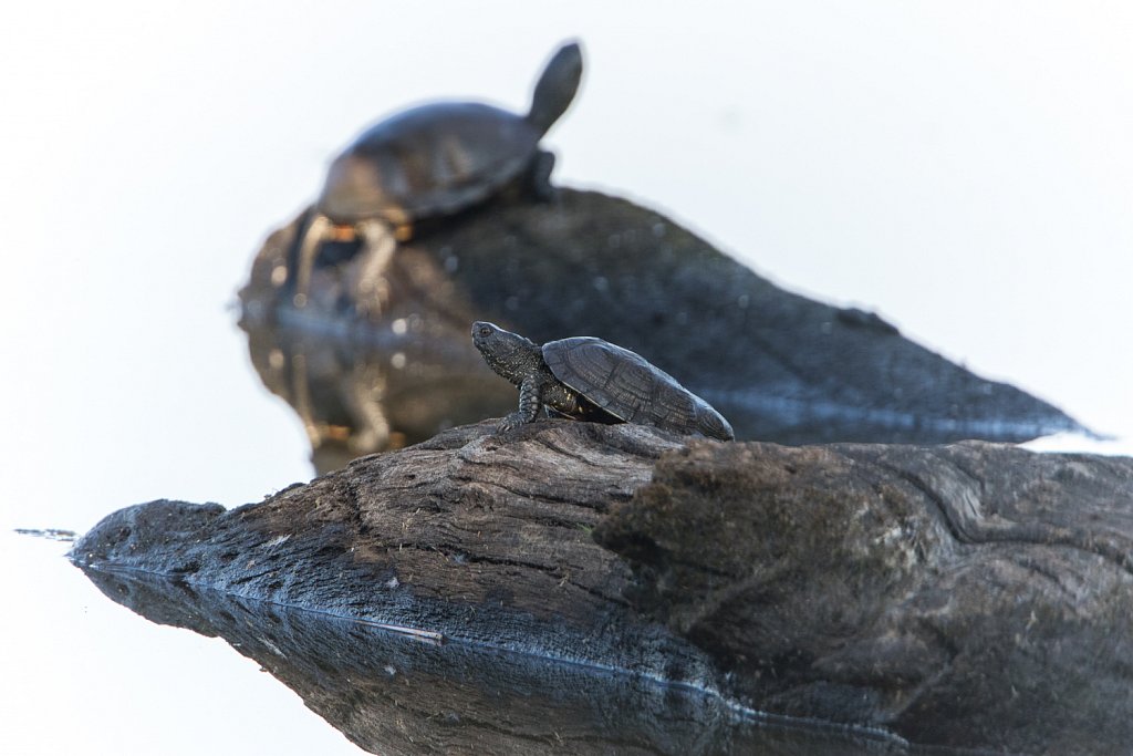 Europese moerasschildpad - Emys orbicularis
