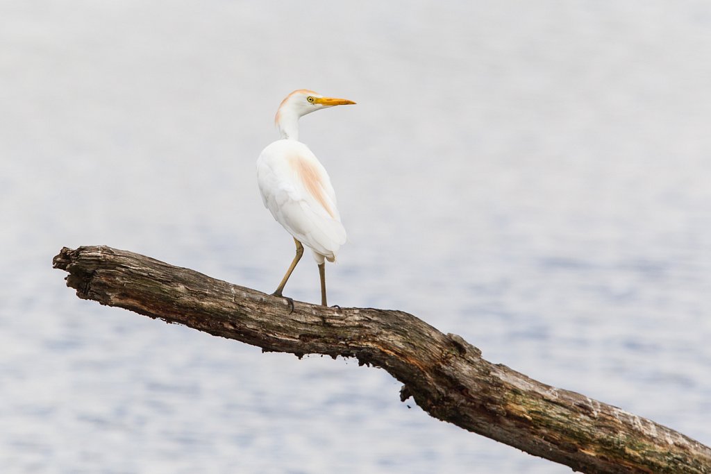 Koereiger - Bubulcus ibis