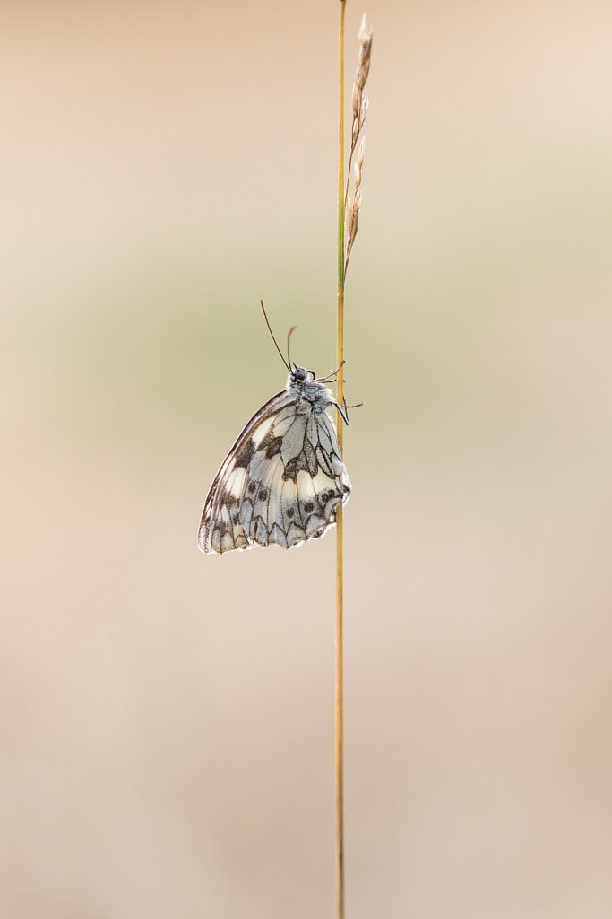 Dambordje - Melanagria galathea