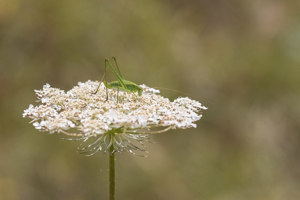 Struiksprinkhaan - Leptophyes punstatissima