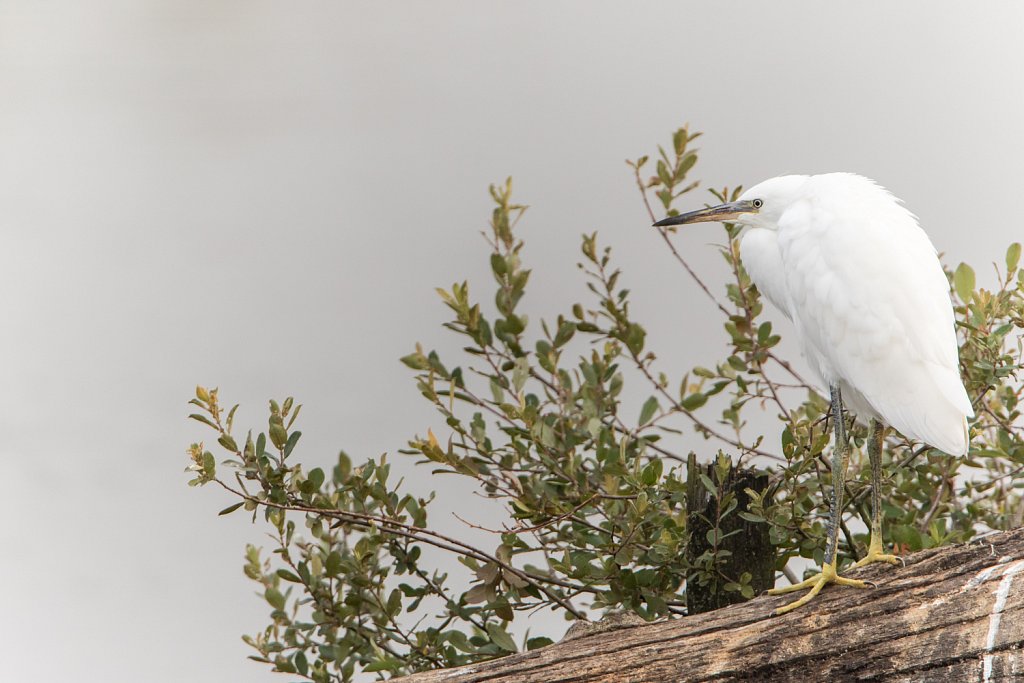 Kleine zilverreiger - Egretta garzetta  