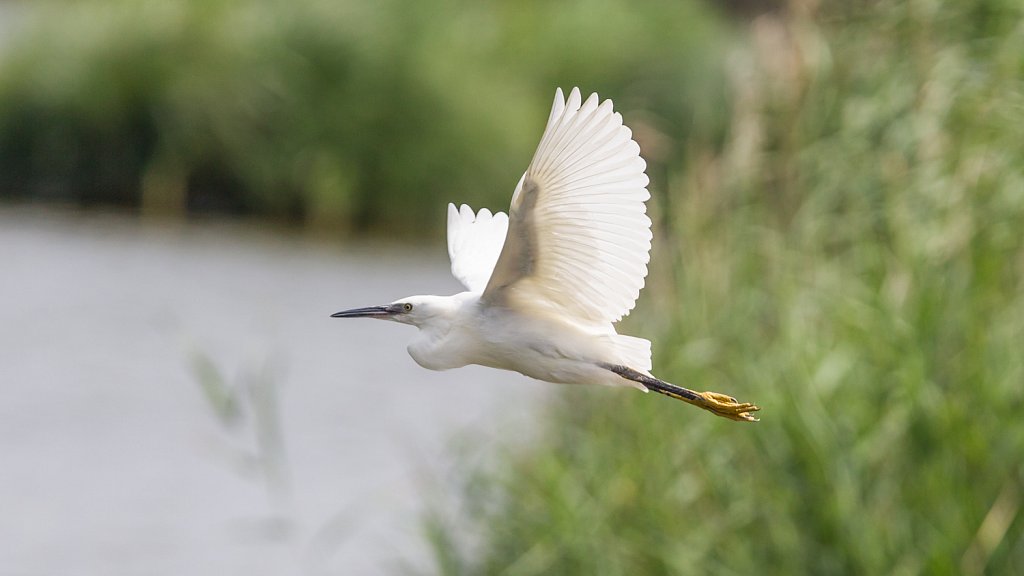 Kleine zilverreiger - Egretta garzetta