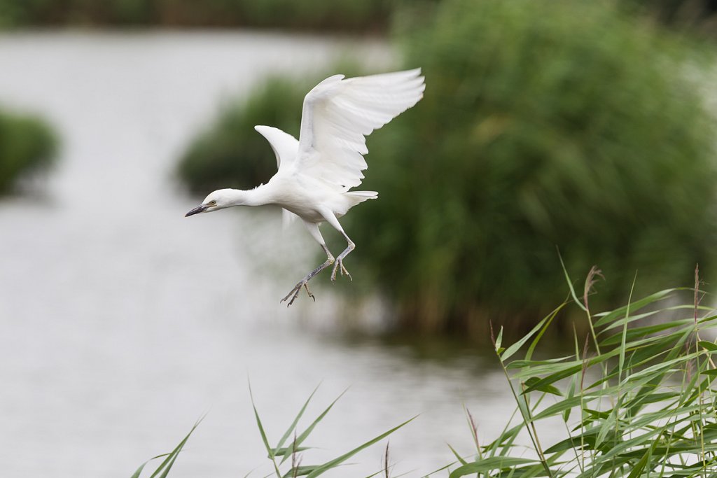 Kleine zilverreiger - Egretta garzetta-