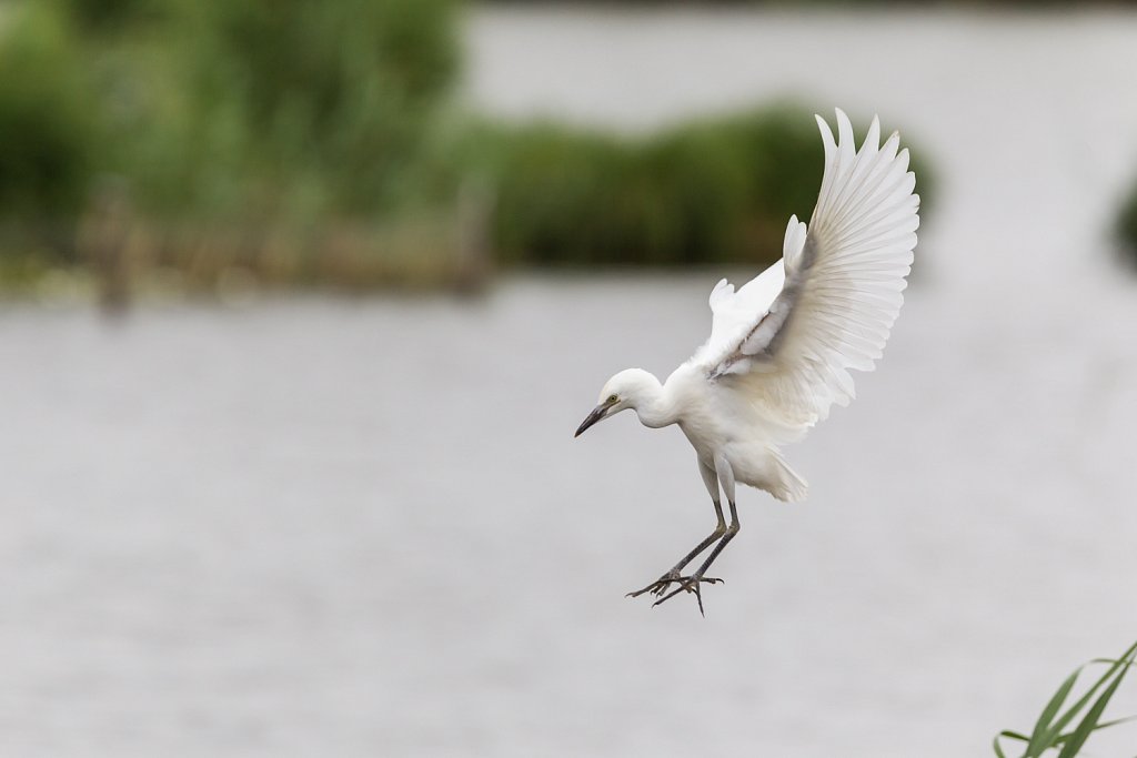 Kleine zilverreiger - Egretta garzetta-