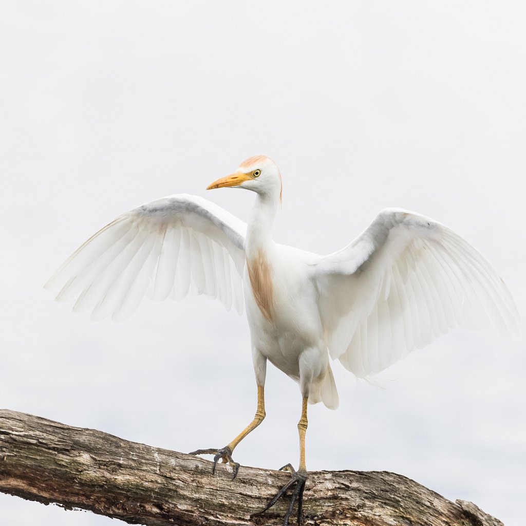 Koereiger - Bubulcus ibis