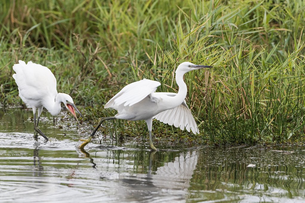 Kleine zilverreiger - Egretta garzetta