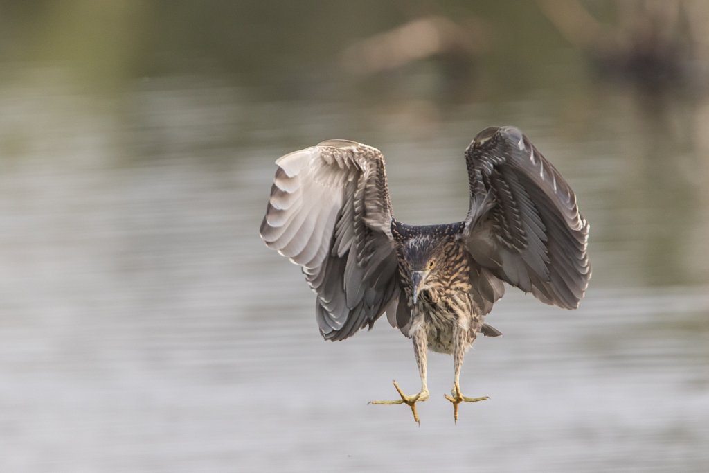 Kwak - Nycticorax nycticorax