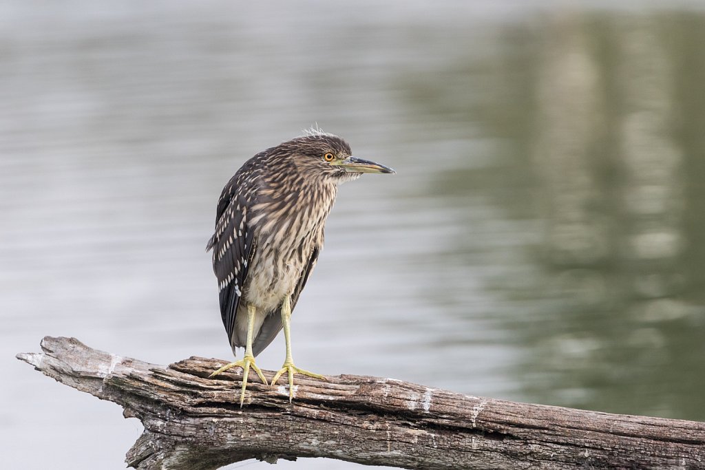 Kwak_Nycticorax nycticorax