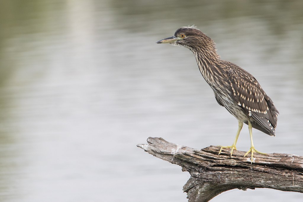 Kwak - Nycticorax nycticorax