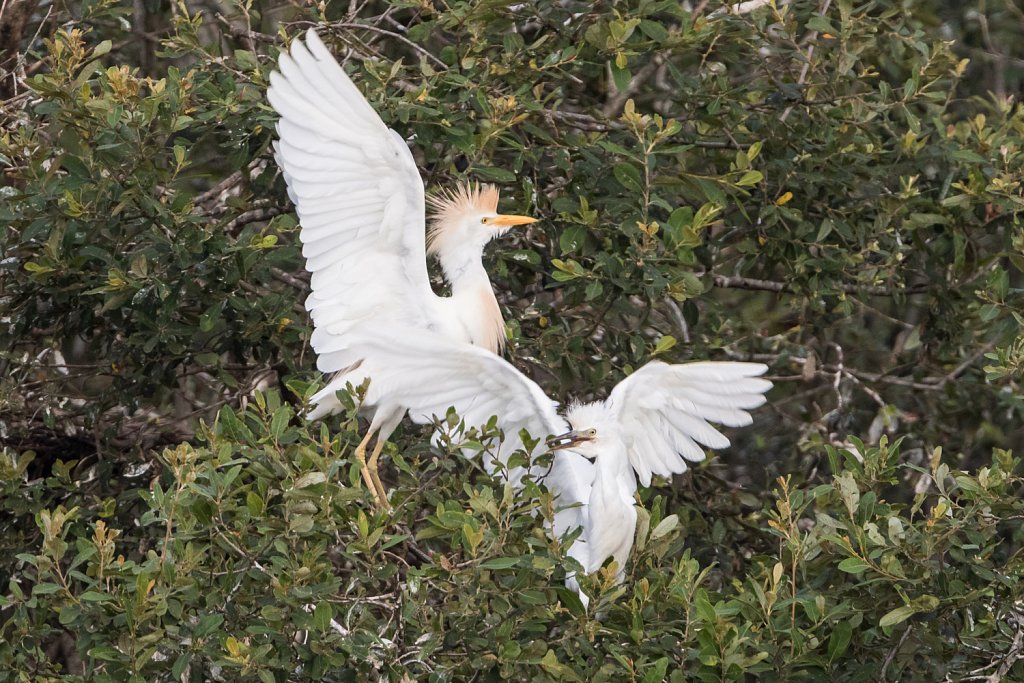 Koereiger - Bubulcus ibis