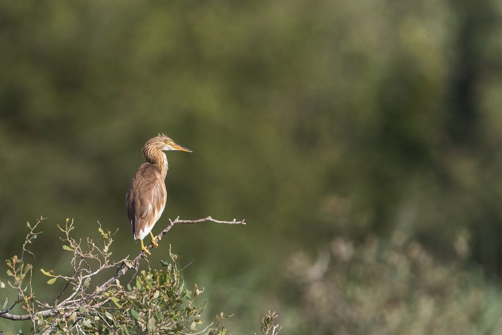 Ralreiger - Ardeola ralloides