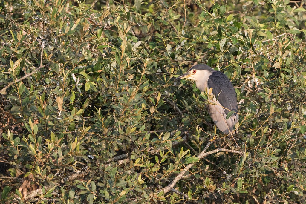 Kwak - Nycticorax nycticorax