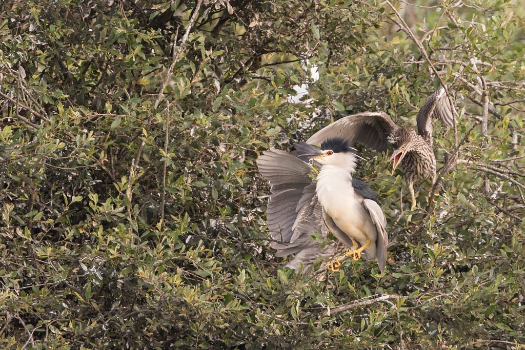 Kwak_Nycticorax nycticorax