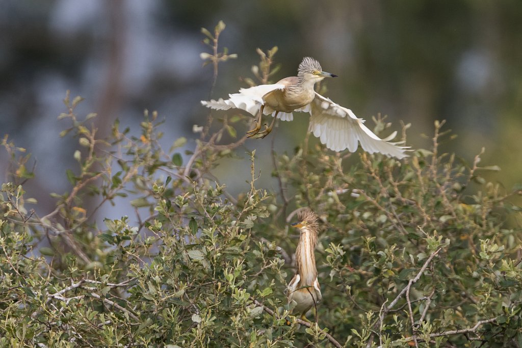 Ralreiger-Ardeola ralloides